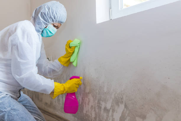 Reliable Haleyville, AL Mold Removal Solutions